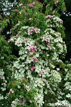 Cornouiller de Hong Kong "Parc de Haute Bretagne" Pot 10L