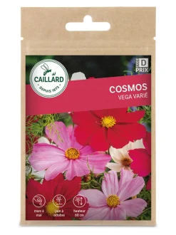 Cosmos Vega varié 1g CAILLARD