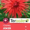 Dahlia cactus "Joker" (x1) TERAGILE
