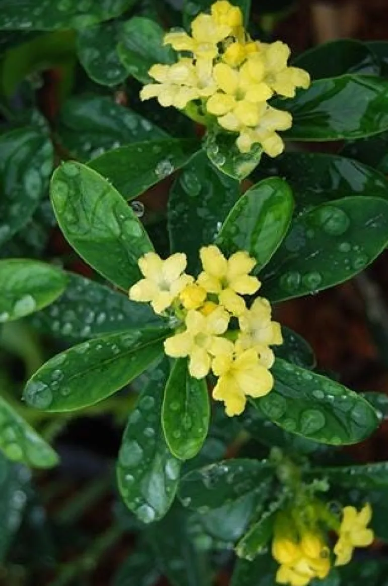 Daphne gemmata Royal Crown Pot 4.5L