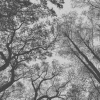 Décor panoramique ciel arbres noir/blanc AS CREATION