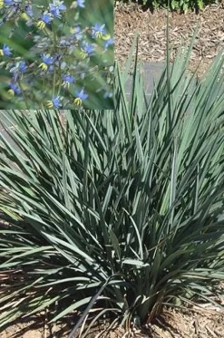 Dianelle COOLVISTA Pot 4.5L