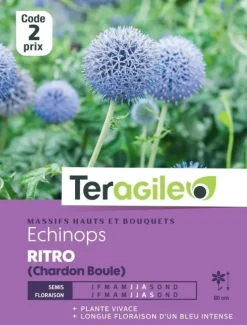 Echinops Ritro (Chardon Boule) 1g TERAGILE