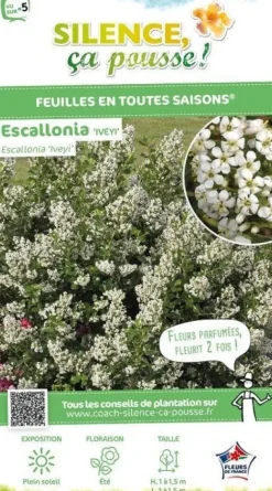 Escallonia "Iveyi" Pot 10L SILENCE ÇA POUSSE