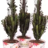 Euphorbia "Trigona" Pot Ø 17 cm