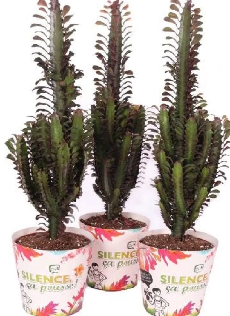 Euphorbia "Trigona" Pot Ø 17 cm