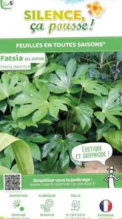 Fatsia du Japon Pot 10L SILENCE ÇA POUSSE
