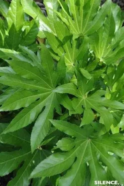 Fatsia du Japon Pot 10L SILENCE ÇA POUSSE