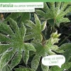 Fatsia du Japon "Spider's Web" Pot 10L SILENCE ÇA POUSSE