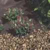 Feutre paillage Antiherbas Geotex marron 1,60x10m
