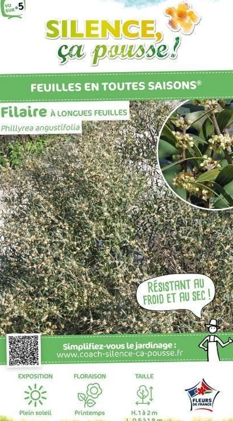 Filaire à longues feuilles Pot 5L SILENCE ÇA POUSSE