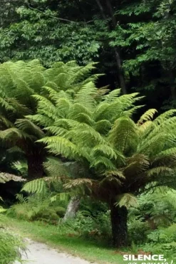 Fougère arborescente Dicksonia Pot 4.5L