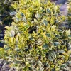 Fusain du Japon "Bravo" Pot 4.5L SILENCE ÇA POUSSE
