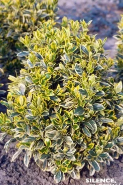 Fusain du Japon "Bravo" Pot 4.5L SILENCE ÇA POUSSE