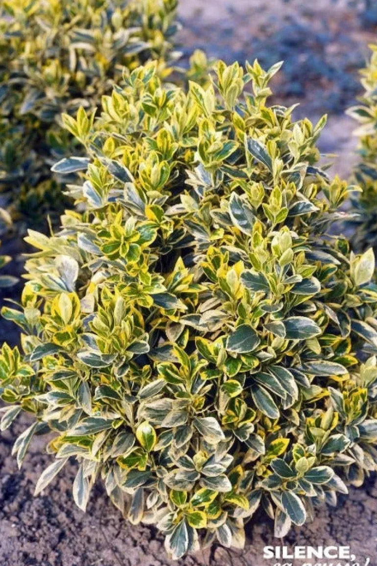 Fusain du Japon "Bravo" Pot 4.5L SILENCE ÇA POUSSE