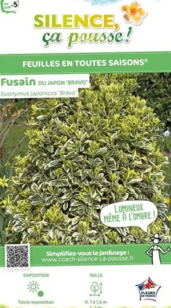 Fusain du Japon "Bravo" Pot 4.5L SILENCE ÇA POUSSE