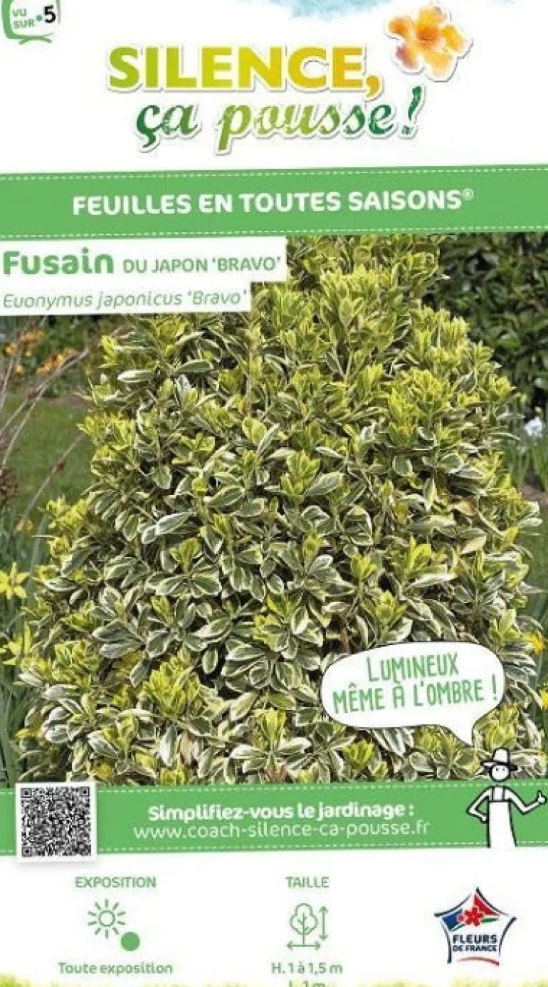 Fusain du Japon "Bravo" Pot 4.5L SILENCE ÇA POUSSE