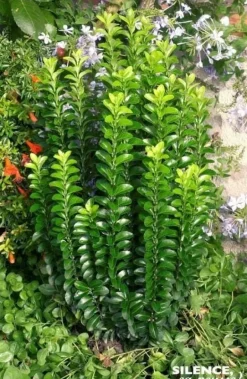 Fusain du Japon "Benkomoki=Benkomasaki "Pot 10L