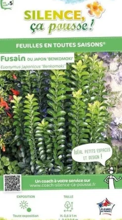 Fusain du Japon "Benkomoki=Benkomasaki "Pot 10L