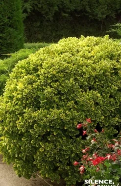 Fusain du Japon "Doré" Pot 10L SILENCE ÇA POUSSE