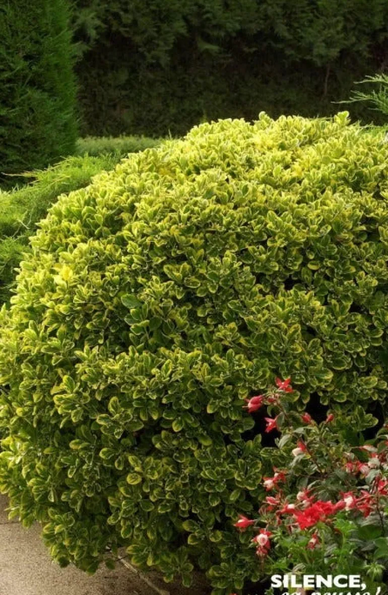 Fusain du Japon "Doré" Pot 10L SILENCE ÇA POUSSE