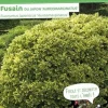 Fusain du Japon "Doré" Pot 4.5L SILENCE ÇA POUSSE