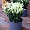 Fusain du Japon "Extravaganza" Pot 10L SILENCE ÇA POUSSE