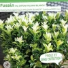 Fusain du Japon "Paloma Blanca" Pot 10L SILENCE ÇA POUSSE