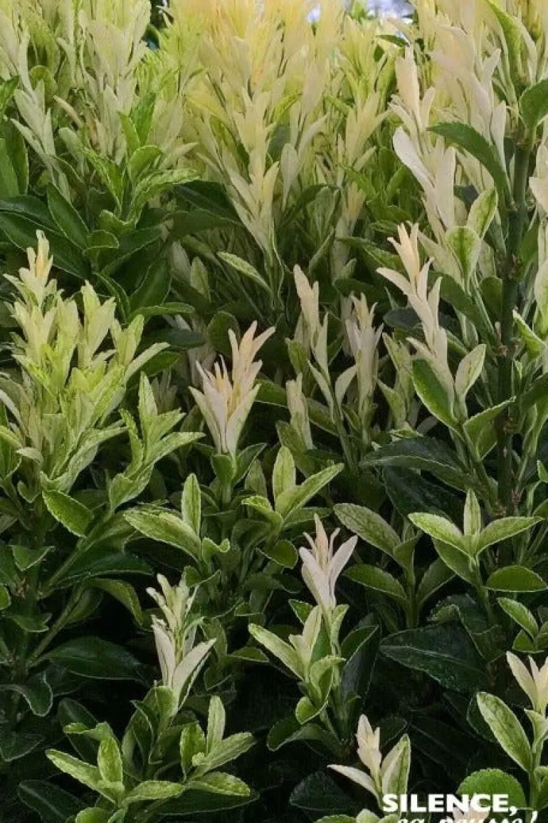 Fusain du Japon "Paloma Blanca" Pot 10L SILENCE ÇA POUSSE