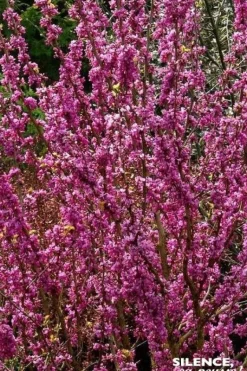 Gainier de Chine "Avondale" Pot 10L SILENCE ÇA POUSSE