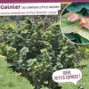 Gainier du Canada "Little Woody" Pot 10L SILENCE ÇA POUSSE