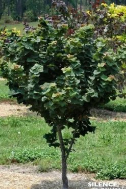 Gainier du Canada "Little Woody" Pot 10L SILENCE ÇA POUSSE