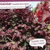 Gainier du Canada "Red Force" Pot 10L SILENCE ÇA POUSSE
