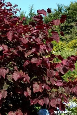 Gainier du Canada "Red Force" Pot 10L SILENCE ÇA POUSSE