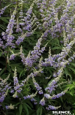 Gattilier à grandes feuilles "Arbre au poivre" Pot 10L