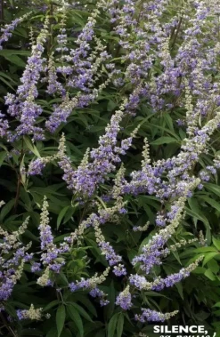 Gattilier à grandes feuilles Pot 4.5L SILENCE ÇA POUSSE