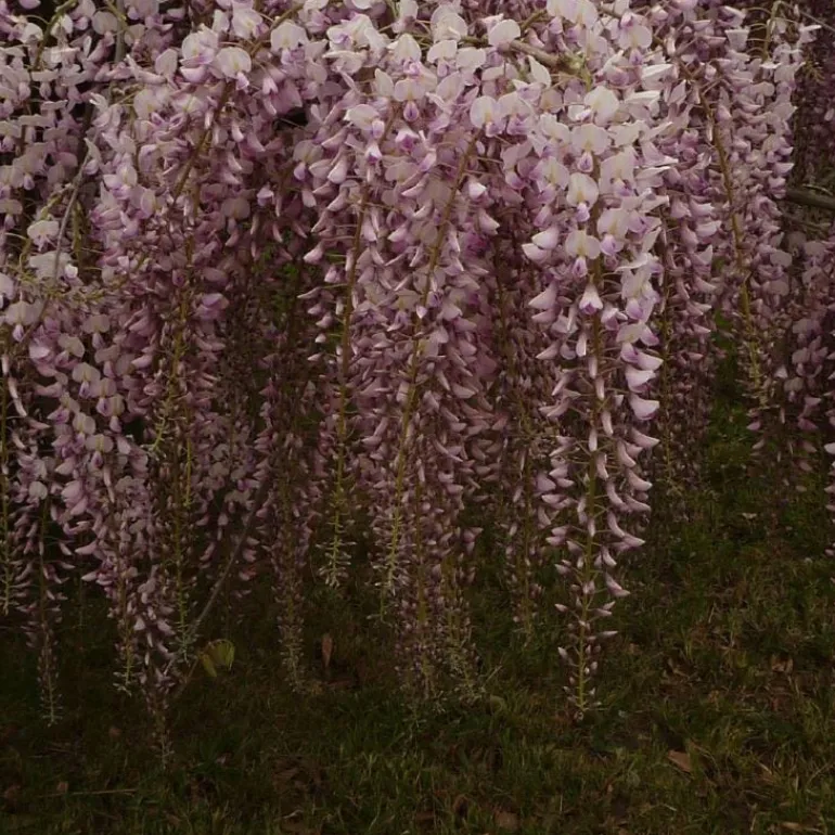 Glycine "Pink Ice" Pot 3L