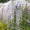 Glycine "Rosea" Pot 3L