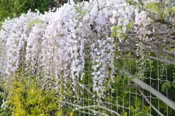 Glycine "Rosea" Pot 3L