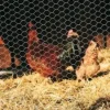 Grillage à poule triple torsion maille 25 mm L.50M BETAFENCE