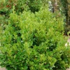 Griseline du littoral "Green Horizon" Pot 2L
