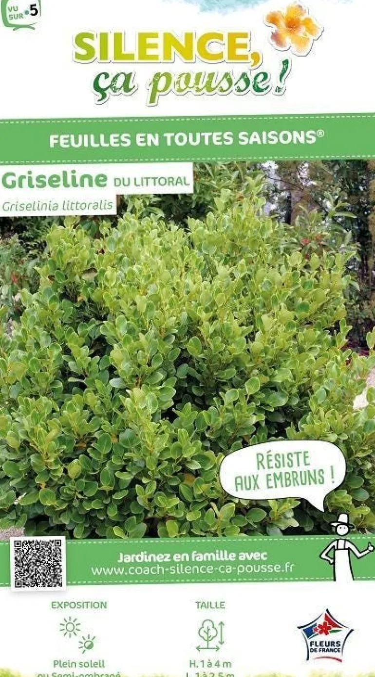 Griseline du littoral "Green Horizon" Pot 2L