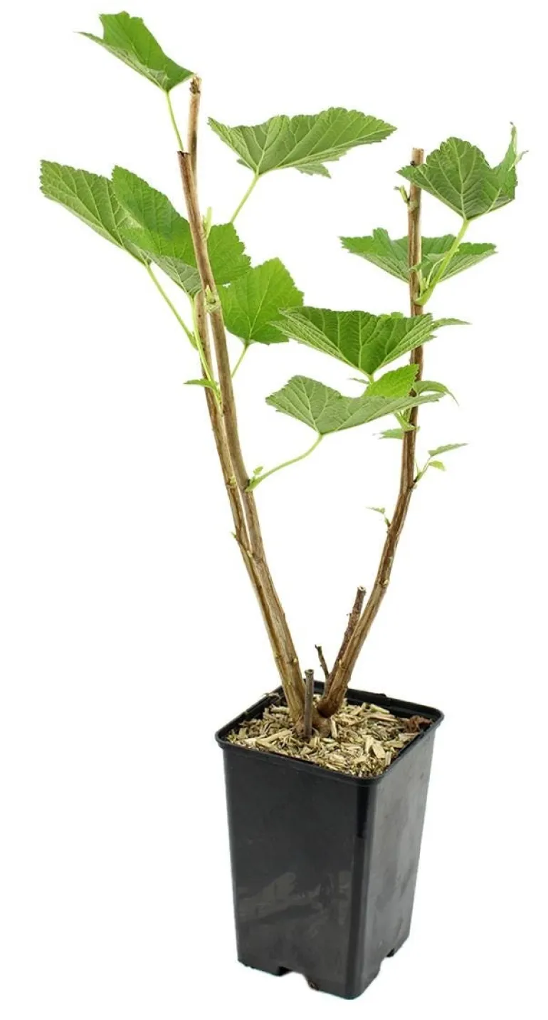 Groseiller grappe "Rovada" Pot 1.3L