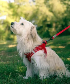 Harnais pour chien mesh rouge l ZOLUX
