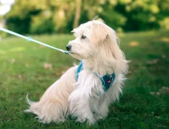 Harnais pour chien mesh turquoise l ZOLUX
