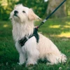 Harnais pour chien mesh noir l ZOLUX