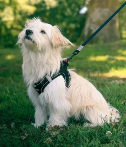 Harnais pour chien mesh noir s ZOLUX