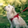 Harnais pour chien mesh rouge xl ZOLUX