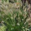 Herbe aux écouvillons "Hameln" Pot 4.5L SILENCE ÇA POUSSE