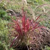 Herbe aux écouvillons soyeuse Fireworks Pot 4.5L